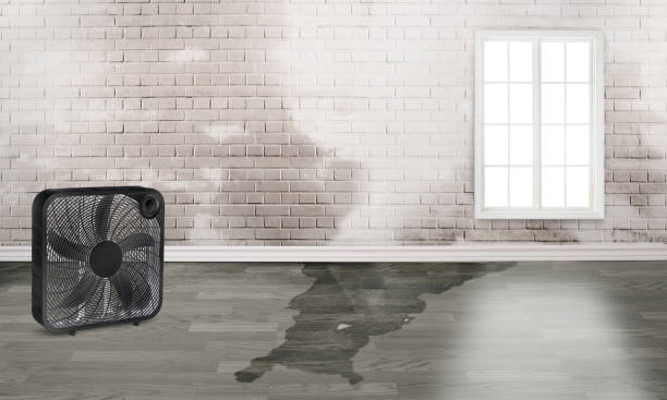 Best Water damage restoration near me  in Marlboro Meadows, MD
